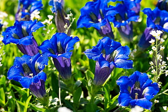 Vibrant Blue Gentian Flowers in a Sunny Garden