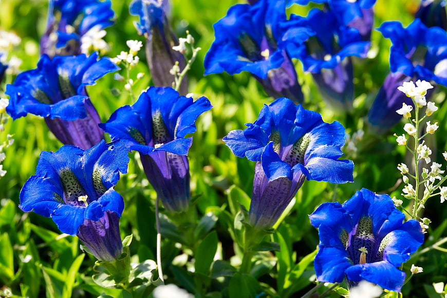 Vibrant Blue Gentian Flowers in a Sunny Garden