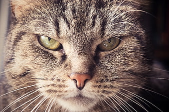 Close-up portrait of a brown tabby cat with green eyes