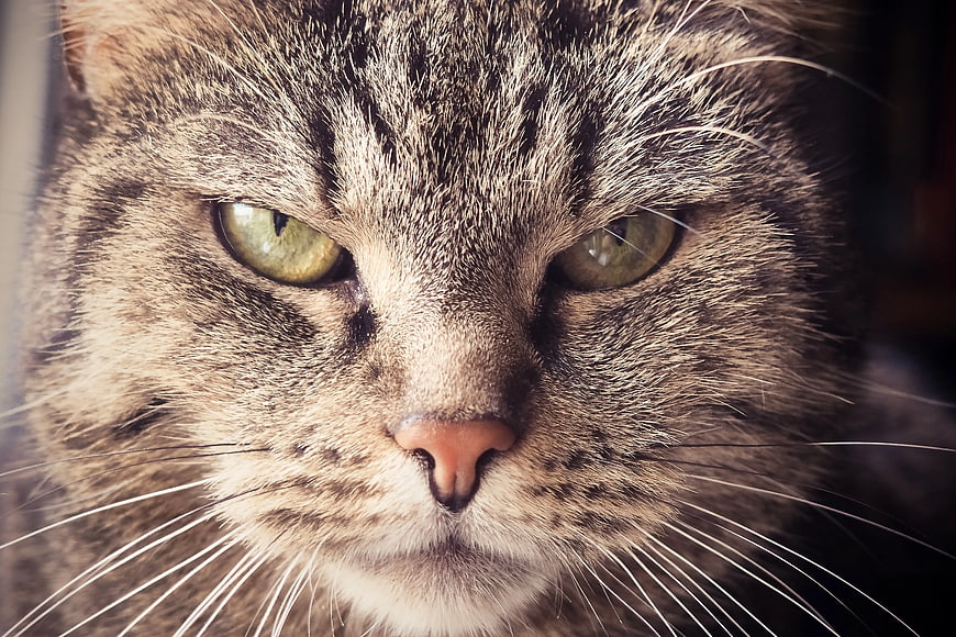 Close-up portrait of a brown tabby cat with green eyes