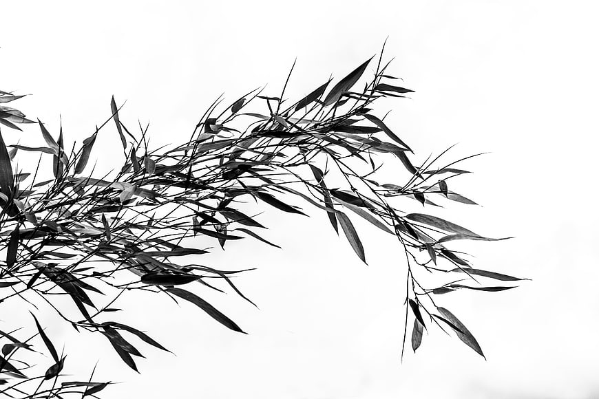 Black and White Bamboo Branches Against White Background