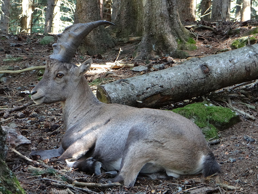 Alpine Ibex Resting in Forest Undergrowth