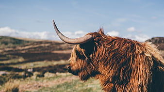 Highland Cow Profile in Scottish Highland Landscape