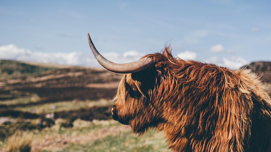 Highland Cow Profile in Scottish Highland Landscape
