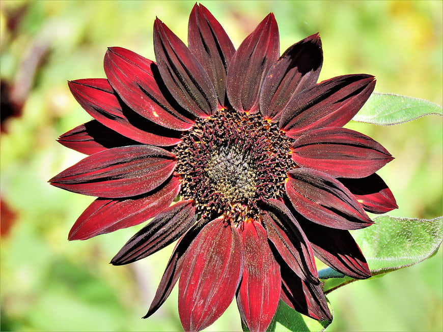 Close-up of a dark red sunflower with green background