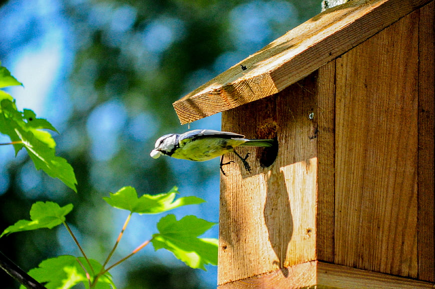 Great Tit Bird Feeding Chicks in Wooden Nest Box