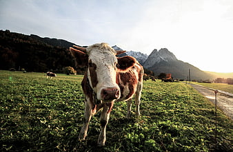 Curious Brown and White Cow in Alpine Meadow