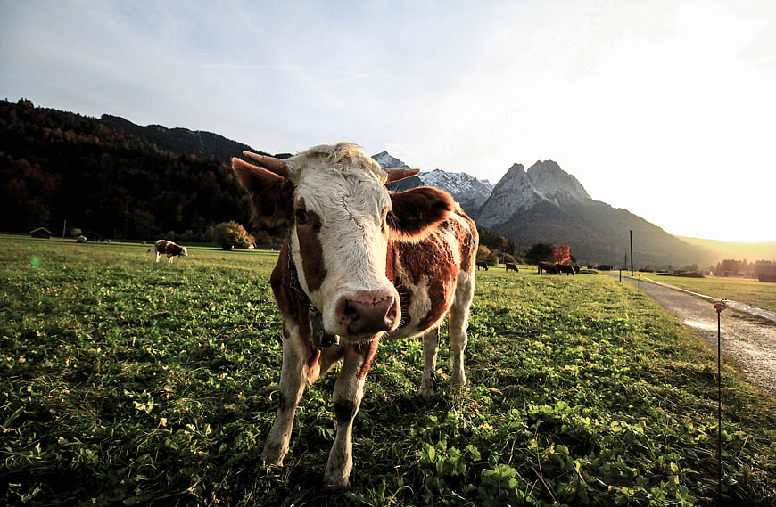 Curious Brown and White Cow in Alpine Meadow