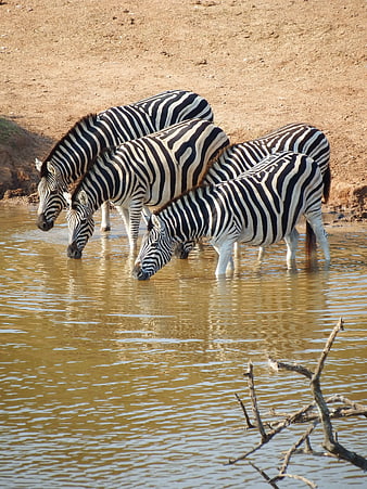 Herd of Zebras Drinking at a Waterhole