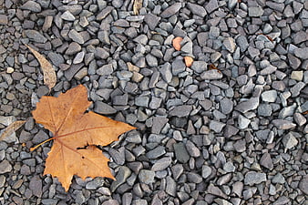 Autumn Maple Leaf on Gray Gravel Background