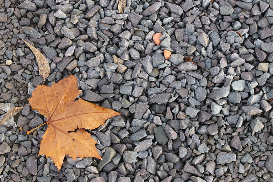 Autumn Maple Leaf on Gray Gravel Background