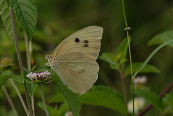 White butterfly with black spots on a small flower