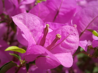 Close-up of vibrant pink bougainvillea flower petals