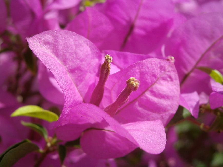 Close-up of vibrant pink bougainvillea flower petals
