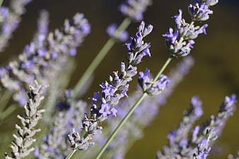 Close-up of purple lavender flowers in a field