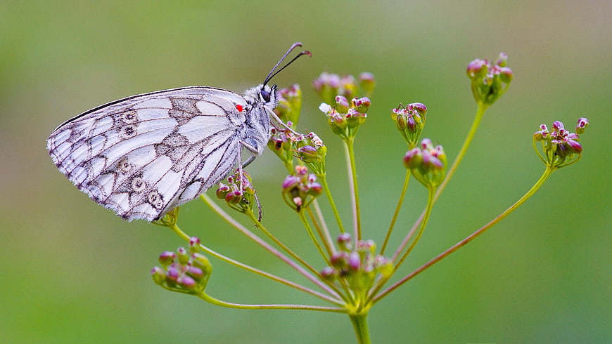 White Marbled White Butterfly on Wildflower Bud