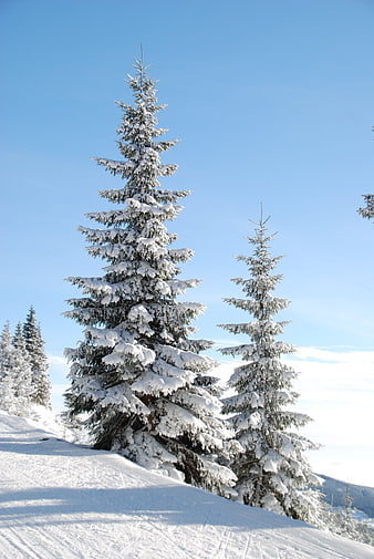 Snow-covered fir trees on a sunny winter mountain slope