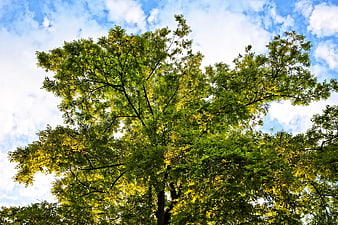 Lush green tree canopy against blue sky with clouds