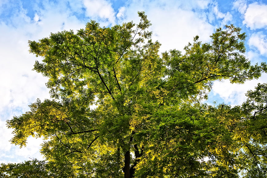Lush green tree canopy against blue sky with clouds