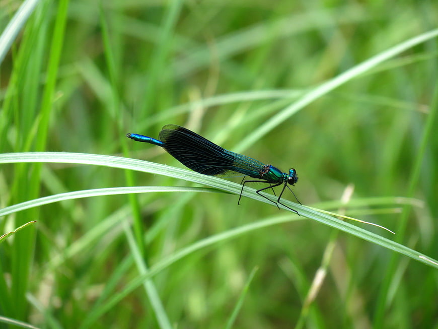 Banded Demoiselle Damselfly on Green Grass Blade