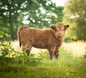 Cute Highland Calf in Green Meadow