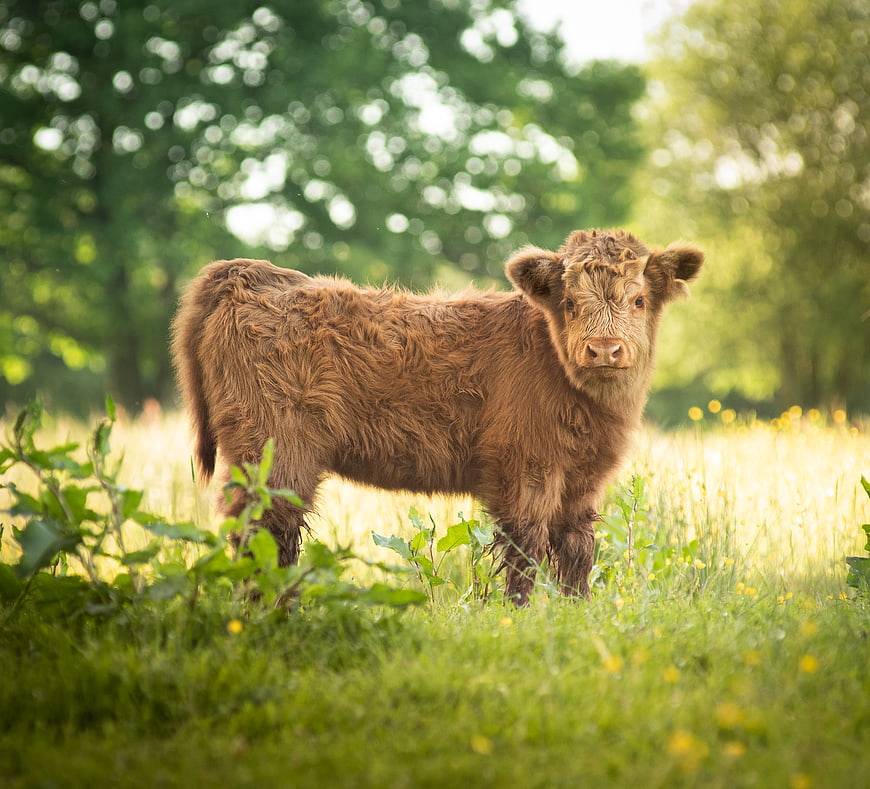 Cute Highland Calf in Green Meadow
