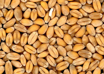 Close-up of golden wheat grains texture background