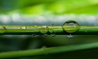 Macro water droplets on green grass blade