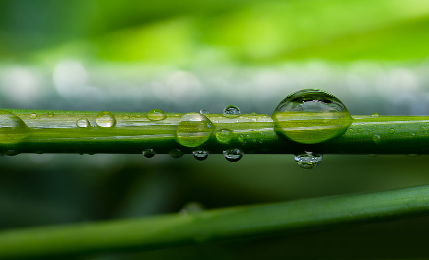 Macro water droplets on green grass blade