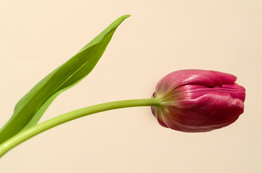 Single Pink Tulip Bud on Cream Background