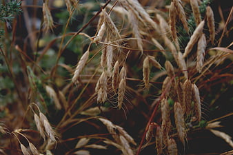 Close-up of dried oat grass heads in autumn