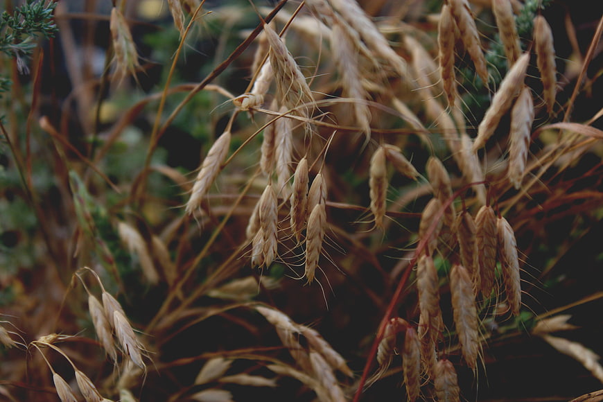 Close-up of dried oat grass heads in autumn