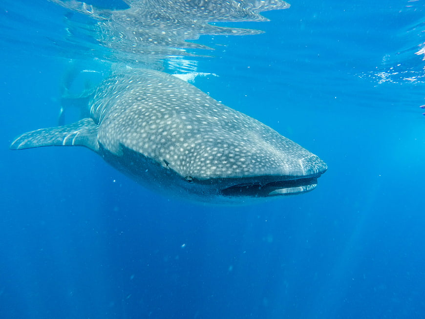 Whale Shark Swimming Underwater in Blue Ocean