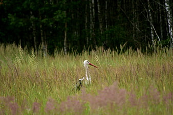 White stork standing in tall grass meadow with forest background
