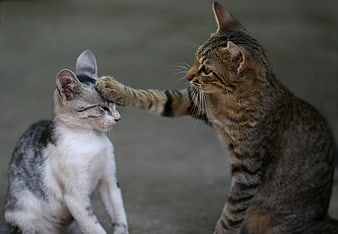 Two Cats Interacting With One Pawing The Other On The Head