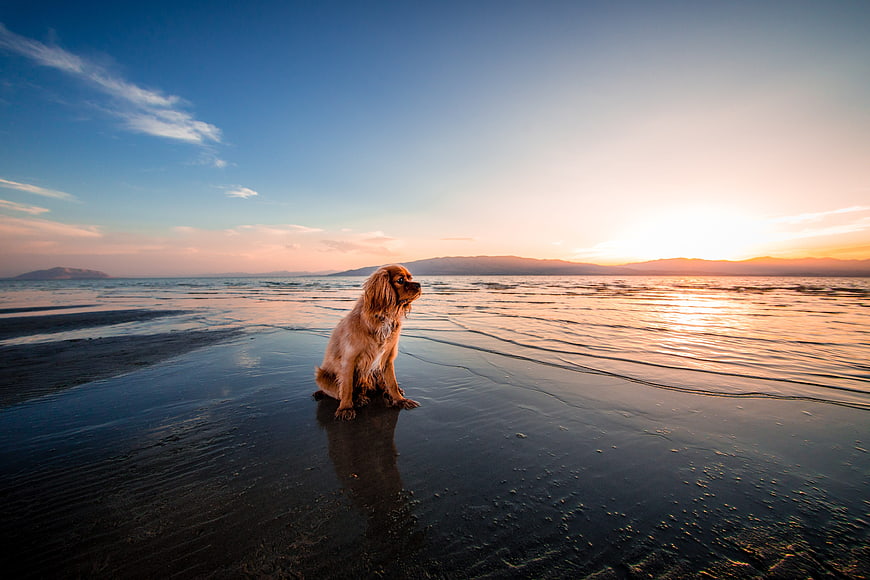 Golden Retriever Sitting on Wet Beach at Sunset