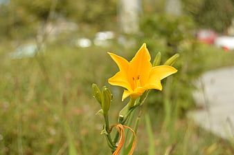 Yellow Daylily Flower in Natural Garden Setting