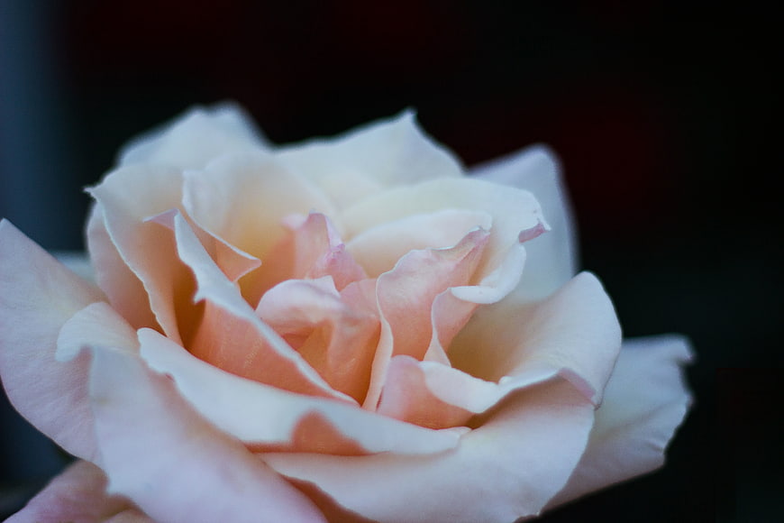 Close-up of a delicate pink rose with soft petals