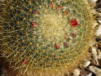 Close-up of Golden Barrel Cactus with Red Berries