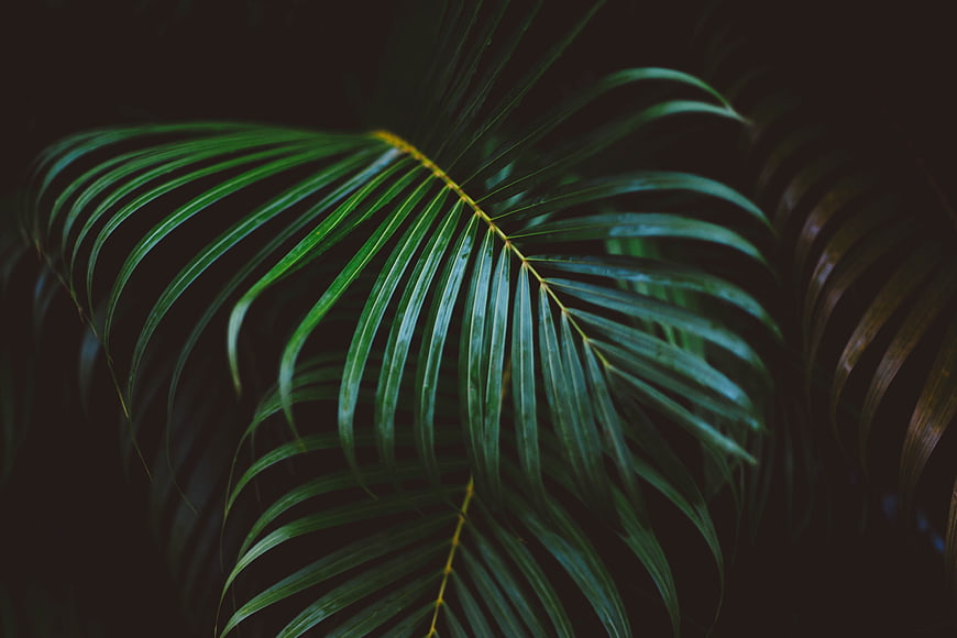 Dark moody tropical palm leaf on black background