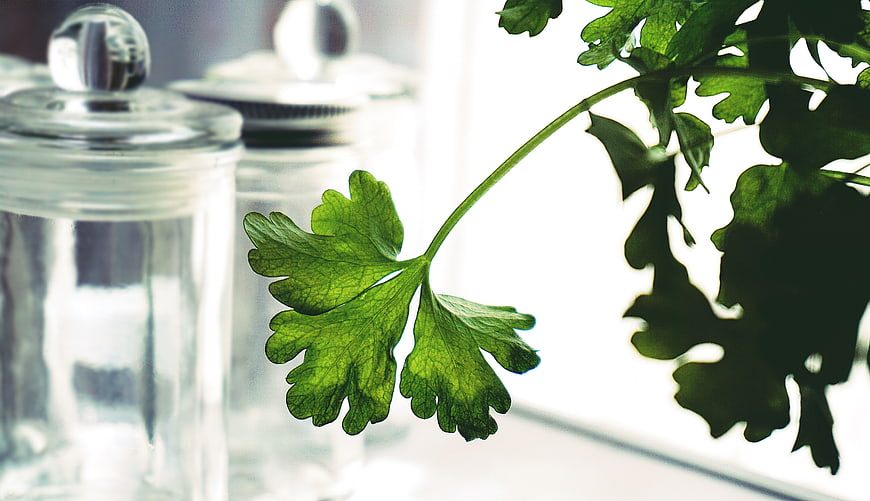 Fresh Parsley Sprig with Glass Jars in Kitchen