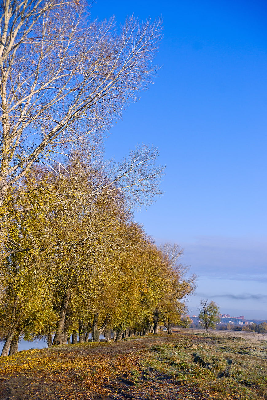 Autumn birch trees along a riverbank with blue sky