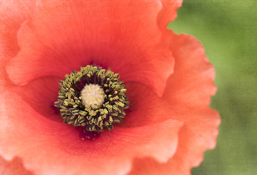 Close-up of a vibrant red poppy flower with green background