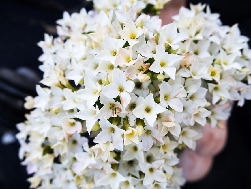 Close-up of white star-shaped flowers held in hand