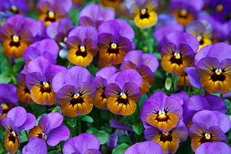 Vibrant purple and yellow pansies in a lush garden