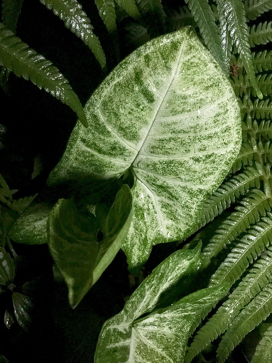 Close-up of variegated green leaf with ferns