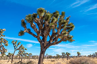 Joshua Tree in Mojave Desert Landscape