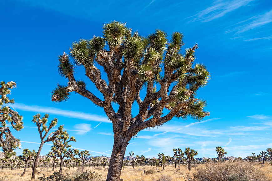 Joshua Tree in Mojave Desert Landscape