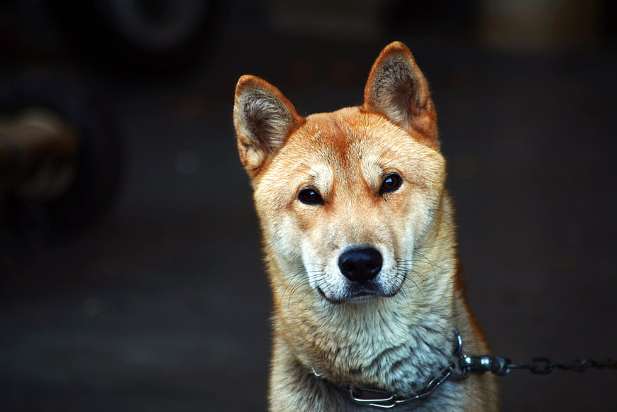 Close-up portrait of a Shiba Inu dog with chain collar