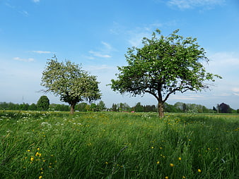 Blooming apple trees in a green meadow under blue sky